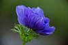 Fransk anemone Anemone coronaria    Planter Anemoner, franske anemoner, haveplante, haveplanter, prydplante, prydplanter, l�gplante, l�gplanter, staude, stauder