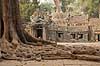 Ta Prohm / Angkor Wat. Tr�r�dder i Ta Prohm templet i Angkor Archeological Park, World Heritage Site, bygget i 12e �rhundrede af Jayavarman VII  Angkor Archeological Park / Siem Reap Cambodia   Angkor Wat, Templer, Khmer riget