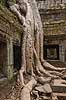 Ta Prohm / Angkor Wat. Tr�r�dder i Ta Prohm templet i Angkor Archeological Park, World Heritage Site, bygget i 12e �rhundrede af Jayavarman VII  Angkor Archeological Park / Siem Reap Cambodia   Angkor Wat, Templer, Khmer riget