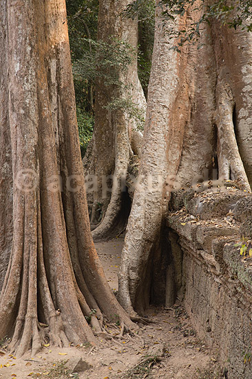 Ta Prohm / Angkor Wat. Tr�r�dder i Ta Prohm templet i Angkor Archeological Park, World Heritage Site, bygget i 12e �rhundrede af Jayavarman VII; ; Angkor Archeological Park / Siem Reap; Cambodia; ; ; Angkor Wat, Templer, Khmer riget