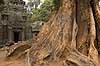 Ta Prohm / Angkor Wat. Tr�r�dder i Ta Prohm templet i Angkor Archeological Park, World Heritage Site, bygget i 12e �rhundrede af Jayavarman VII  Angkor Archeological Park / Siem Reap Cambodia   Angkor Wat, Templer, Khmer riget