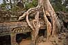 Ta Prohm / Angkor Wat. Tr�r�dder i Ta Prohm templet i Angkor Archeological Park, World Heritage Site, bygget i 12e �rhundrede af Jayavarman VII  Angkor Archeological Park / Siem Reap Cambodia   Angkor Wat, Templer, Khmer riget