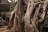 Ta Prohm / Angkor Wat. Tr�r�dder i Ta Prohm templet i Angkor Archeological Park, World Heritage Site, bygget i 12e �rhundrede af Jayavarman VII  Angkor Archeological Park / Siem Reap Cambodia   Angkor Wat, Templer, Khmer riget