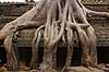 Ta Prohm / Angkor Wat. Tr�r�dder i Ta Prohm templet i Angkor Archeological Park, World Heritage Site, bygget i 12e �rhundrede af Jayavarman VII  Angkor Archeological Park / Siem Reap Cambodia   Angkor Wat, Templer, Khmer riget