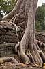 Ta Prohm / Angkor Wat. Tr�r�dder i Ta Prohm templet i Angkor Archeological Park, World Heritage Site, bygget i 12e �rhundrede af Jayavarman VII  Angkor Archeological Park / Siem Reap Cambodia   Angkor Wat, Templer, Khmer riget