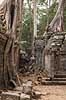 Ta Prohm / Angkor Wat. Tr�r�dder i Ta Prohm templet i Angkor Archeological Park, World Heritage Site, bygget i 12e �rhundrede af Jayavarman VII  Angkor Archeological Park / Siem Reap Cambodia   Angkor Wat, Templer, Khmer riget