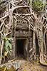 Ta Prohm / Angkor Wat. Tr�r�dder i Ta Prohm templet i Angkor Archeological Park, World Heritage Site, bygget i 12e �rhundrede af Jayavarman VII  Angkor Archeological Park / Siem Reap Cambodia   Angkor Wat, Templer, Khmer riget