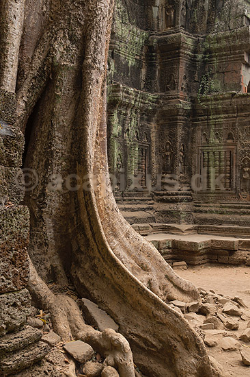Ta Prohm / Angkor Wat. Tr�r�dder i Ta Prohm templet i Angkor Archeological Park, World Heritage Site, bygget i 12e �rhundrede af Jayavarman VII; ; Angkor Archeological Park / Siem Reap; Cambodia; ; ; Angkor Wat, Templer, Khmer riget