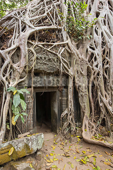 Ta Prohm / Angkor Wat. Tr�r�dder i Ta Prohm templet i Angkor Archeological Park, World Heritage Site, bygget i 12e �rhundrede af Jayavarman VII; ; Angkor Archeological Park / Siem Reap; Cambodia; ; ; Angkor Wat, Templer, Khmer riget