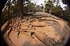 Ta Prohm / Angkor Wat. Tr�r�dder i Ta Prohm templet i Angkor Archeological Park, World Heritage Site, bygget i 12e �rhundrede af Jayavarman VII  Angkor Archeological Park / Siem Reap Cambodia   Angkor Wat, Templer, Khmer riget