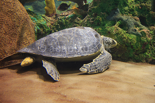 Suppeskildpadde. Suppe skildpadde (Grøn havskildpadde) i Sea World i San Diego; Chelonia mydas; Seaworld / San Diego; USA; ; krybdyr; Skildpadder, suppeskildpadder, havskildpadde, havskildpadder, Cheloniidae