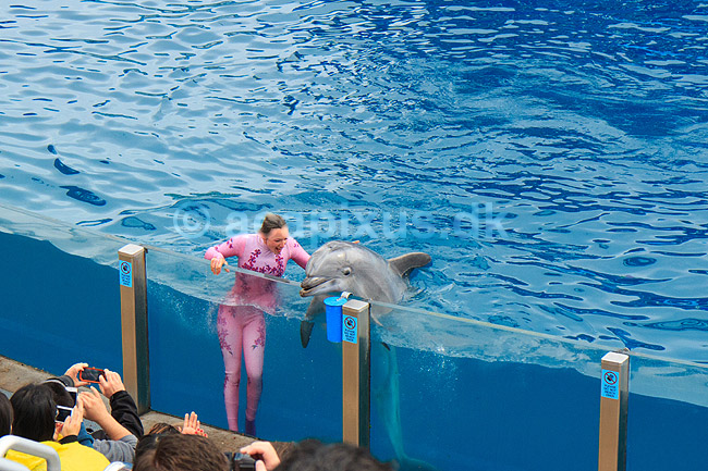 Delfin. Delfiner viser kunster ved delfinshow i Seaworld i San Diego; Delphinus delphis; Seaworld / San Diego; USA; ; pattedyr; Sea World, Dolphinarium, delfinarium, delfin, delfiner, dyreopvisning, opvisning med dyr, turister, turisme, domptør, Hvaler, Cetacea
