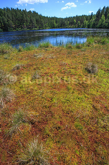 Mose. Mose med soldug ved R�dsj�n med fyrreskov i baggrunden ved H�kens�sen; ; H�kens�sen; Sverige; ; landskaber; moser, landskaber, landskab