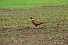 Fasankok. Fasan p� �ben spirende kornmark Phasianus colchicus    fugle Fasanfugle, fasaner, Phasianidae, H�nsefugle, Galliformes, jagt, fasanjagt