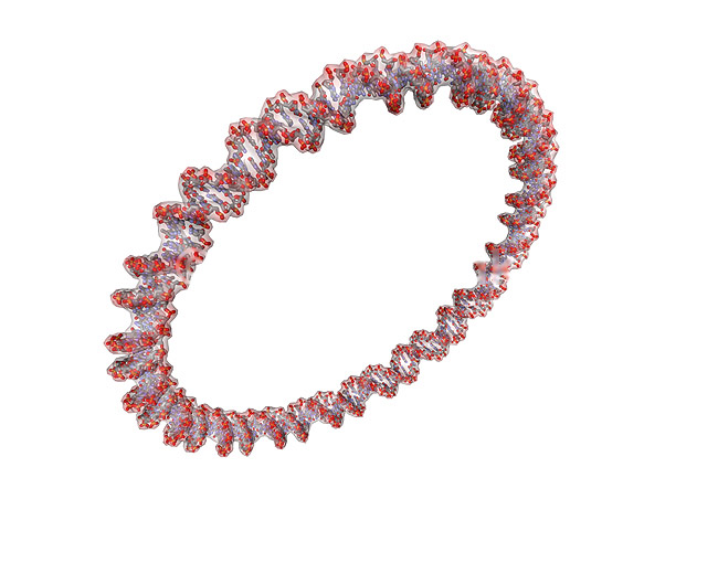 DNA. Cirkul�rt plasmid, Deoxyribo Nucleic Acid, DNA molekyle model; ; ; ; ; ; genetik, gener, arvemateriale, genetisk, GMO, videnskab, gensplejsning