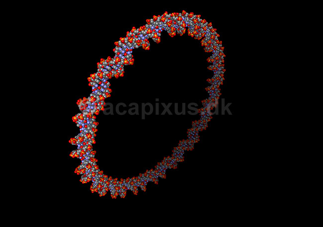 DNA. Cirkul�rt plasmid, Deoxyribo Nucleic Acid, DNA molekyle model; ; ; ; ; ; genetik, gener, arvemateriale, genetisk, GMO, videnskab, gensplejsning