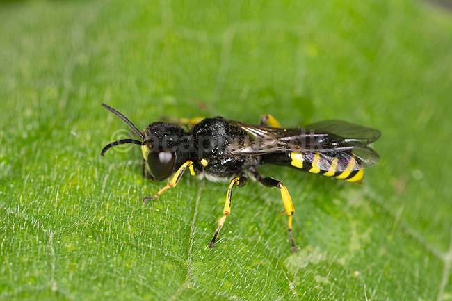 Hvepsebi. Hvepse-bi; Nomada fulvicornis; M�l�v; ; ; insekter; Antophoridae, �revingede, Hymenoptera