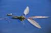 Fr�. Almindelig gr�n fr� Rana esculenta    Padder Fr�er, springpadder, Pelophylax esculentus