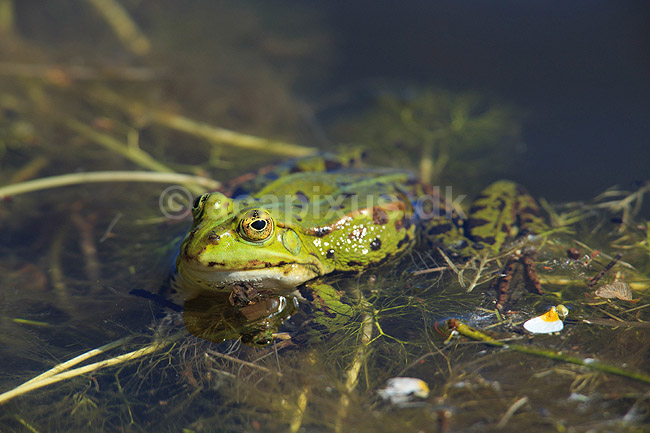Fr�. Almindelig gr�n fr�; Rana esculenta; ; ; ; Padder; Fr�er, springpadder, Pelophylax esculentus