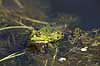 Fr�. Almindelig gr�n fr� Rana esculenta    Padder Fr�er, springpadder, Pelophylax esculentus