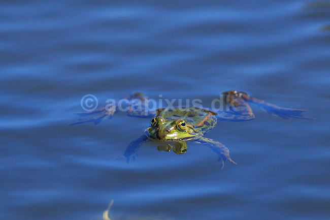 Fr�. Almindelig gr�n fr�; Rana esculenta; ; ; ; Padder; Fr�er, springpadder, Pelophylax esculentus
