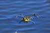Fr�. Almindelig gr�n fr� Rana esculenta    Padder Fr�er, springpadder, Pelophylax esculentus