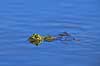 Fr�. Almindelig gr�n fr� Rana esculenta    Padder Fr�er, springpadder, Pelophylax esculentus