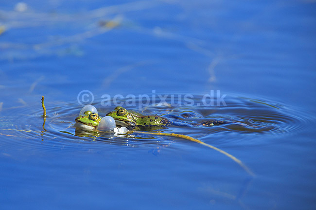 Fr�. Almindelig gr�n fr�; Rana esculenta; ; ; ; Padder; Fr�er, springpadder, Pelophylax esculentus