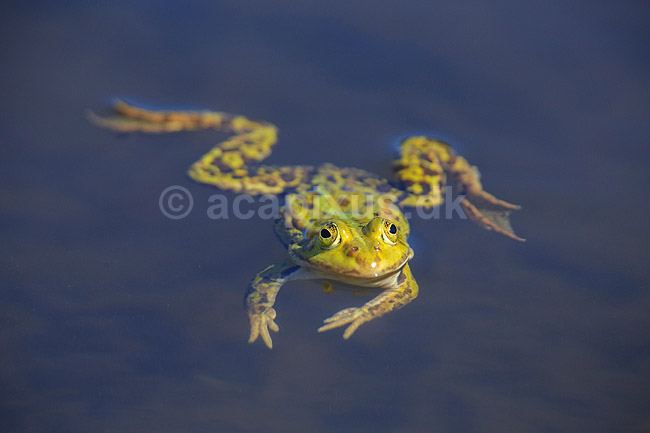 Fr�. Almindelig gr�n fr�; Rana esculenta; ; ; ; Padder; Fr�er, springpadder, Pelophylax esculentus