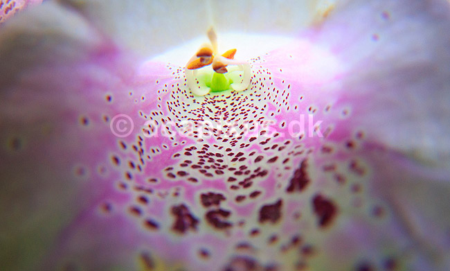 Fingerb�l. Invendigt i blomst af fingerb�l fotograferet med fiske�je; Digitalis purpurea; ; ; ; Planter; Maskeblomst-familien, Scrophulariaceae, l�geplante, l�geplanter, blomst, blomster