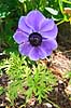 Fransk anemone Anemone coronaria    Planter Anemoner, franske anemoner, haveplante, haveplanter, prydplante, prydplanter, l�gplante, l�gplanter, staude, stauder