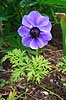 Fransk anemone Anemone coronaria    Planter Anemoner, franske anemoner, haveplante, haveplanter, prydplante, prydplanter, l�gplante, l�gplanter, staude, stauder