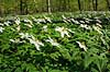 Anemoner. Hvide anemoner i skovbunden i b�geskov i Hareskoven Anemone nemorosa Hareskoven   Planter Ranunkel-familien, Ranunculaceae, Ranunkel-ordenen, Ranunculales, blomster, for�r, b�g, b�getr�, b�getr�er