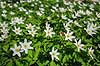 Anemoner. Hvide anemoner i skovbunden i b�geskov i Hareskoven Anemone nemorosa Hareskoven   Planter Ranunkel-familien, Ranunculaceae, Ranunkel-ordenen, Ranunculales, blomster, for�r, b�g, b�getr�, b�getr�er