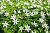 Anemoner. Hvide anemoner i skovbunden i b�geskov i Hareskoven Anemone nemorosa Hareskoven   Planter Ranunkel-familien, Ranunculaceae, Ranunkel-ordenen, Ranunculales, blomster, for�r, b�g, b�getr�, b�getr�er