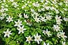 Anemoner. Hvide anemoner i skovbunden i b�geskov i Hareskoven Anemone nemorosa Hareskoven   Planter Ranunkel-familien, Ranunculaceae, Ranunkel-ordenen, Ranunculales, blomster, for�r, b�g, b�getr�, b�getr�er