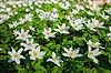 Anemoner. Hvide anemoner i skovbunden i b�geskov i Hareskoven Anemone nemorosa Hareskoven   Planter Ranunkel-familien, Ranunculaceae, Ranunkel-ordenen, Ranunculales, blomster, for�r, b�g, b�getr�, b�getr�er
