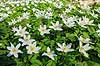 Anemoner. Hvide anemoner i skovbunden i b�geskov i Hareskoven Anemone nemorosa Hareskoven   Planter Ranunkel-familien, Ranunculaceae, Ranunkel-ordenen, Ranunculales, blomster, for�r, b�g, b�getr�, b�getr�er