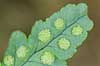 Sporangier. Sporehuse p� undersiden af bregneblad     Planter Karsporeplanter