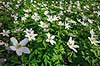 Hvid anemone. Hvide anemoner i skovbund Anemone nemorosa, Ranunculaceae Hareskoven   planter Ranunkel-ordenen, Ranunculales