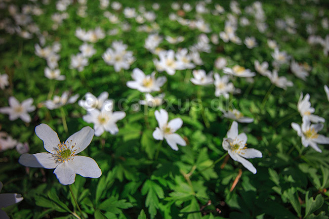 Hvid anemone. Hvide anemoner i skovbund; Anemone nemorosa, Ranunculaceae; Hareskoven; ; ; planter; Ranunkel-ordenen, Ranunculales