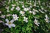 Hvid anemone. Hvide anemoner i skovbund Anemone nemorosa, Ranunculaceae Hareskoven   planter Ranunkel-ordenen, Ranunculales