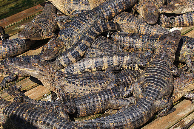 Alligatorer. Amerikansk alligator babyer; Alligator mississippiensis, Alligatoridae; GatorLand / Orlando / Florida; USA; ; krybdyr; Krokodille, krokodiller, alligatorer