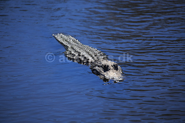 Alligator. Amerikansk alligator; Alligator mississippiensis, Alligatoridae; GatorLand / Orlando / Florida; USA; ; krybdyr; Krokodille, krokodiller, alligatorer
