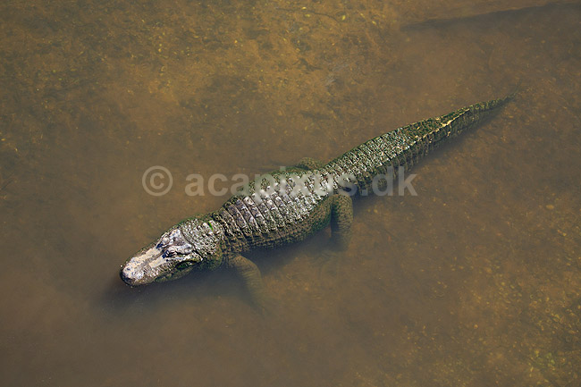 Alligator. Amerikansk alligator; Alligator mississippiensis, Alligatoridae; GatorLand / Orlando / Florida; USA; ; krybdyr; Krokodille, krokodiller, alligatorer
