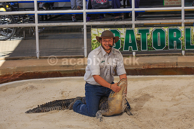 Alligator wrestling. Gator Wrestlin' Show; Alligator mississippiensis, Alligatoridae; GatorLand / Orlando / Florida; USA; ; krybdyr; Krokodille, krokodiller, alligatorer