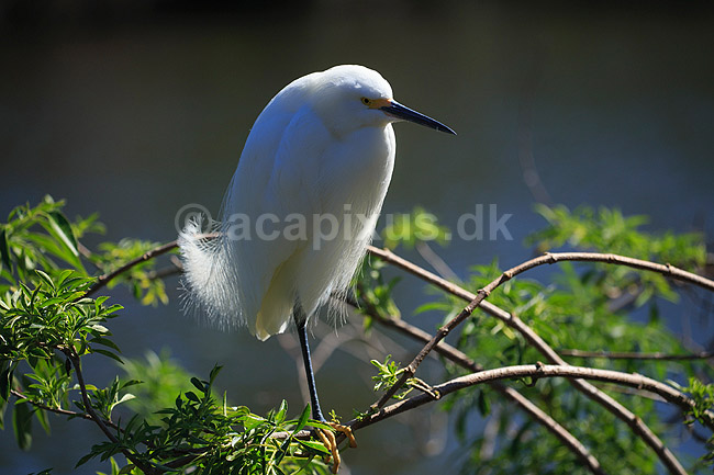 Snehejre; Egretta thula; GatorLand / Orlando / Florida; USA; ; Fugle; Little Egret, Little egret