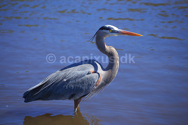 Stor Bl� hejre. Stor Bl�hejre; Ardea herodias; GatorLand / Orlando / Florida; USA; ; Fugle; Hejrer