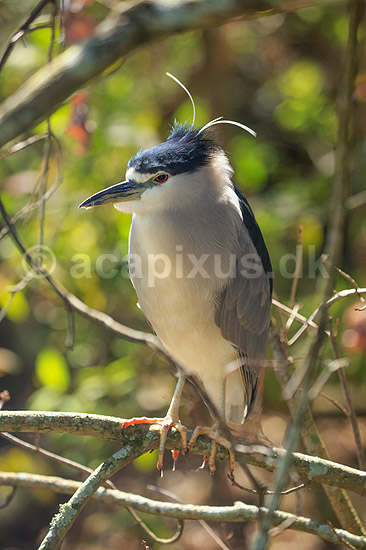 Nathejre. Sortkronet nathejre; Nycticorax nycticorax; GatorLand / Orlando / Florida; USA; ; Fugle; Hejrer