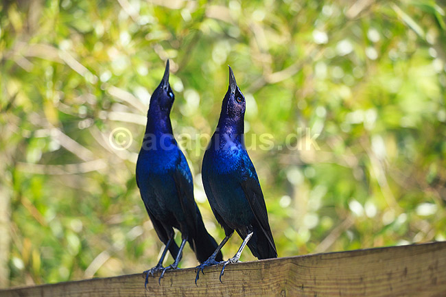 Common grackle. Common grackler i parringsdans; Quiscalus quiscula; GatorLand / Orlando / Florida; USA; ; Fugle; Spurvefugle, Passeriformes, Trupialer